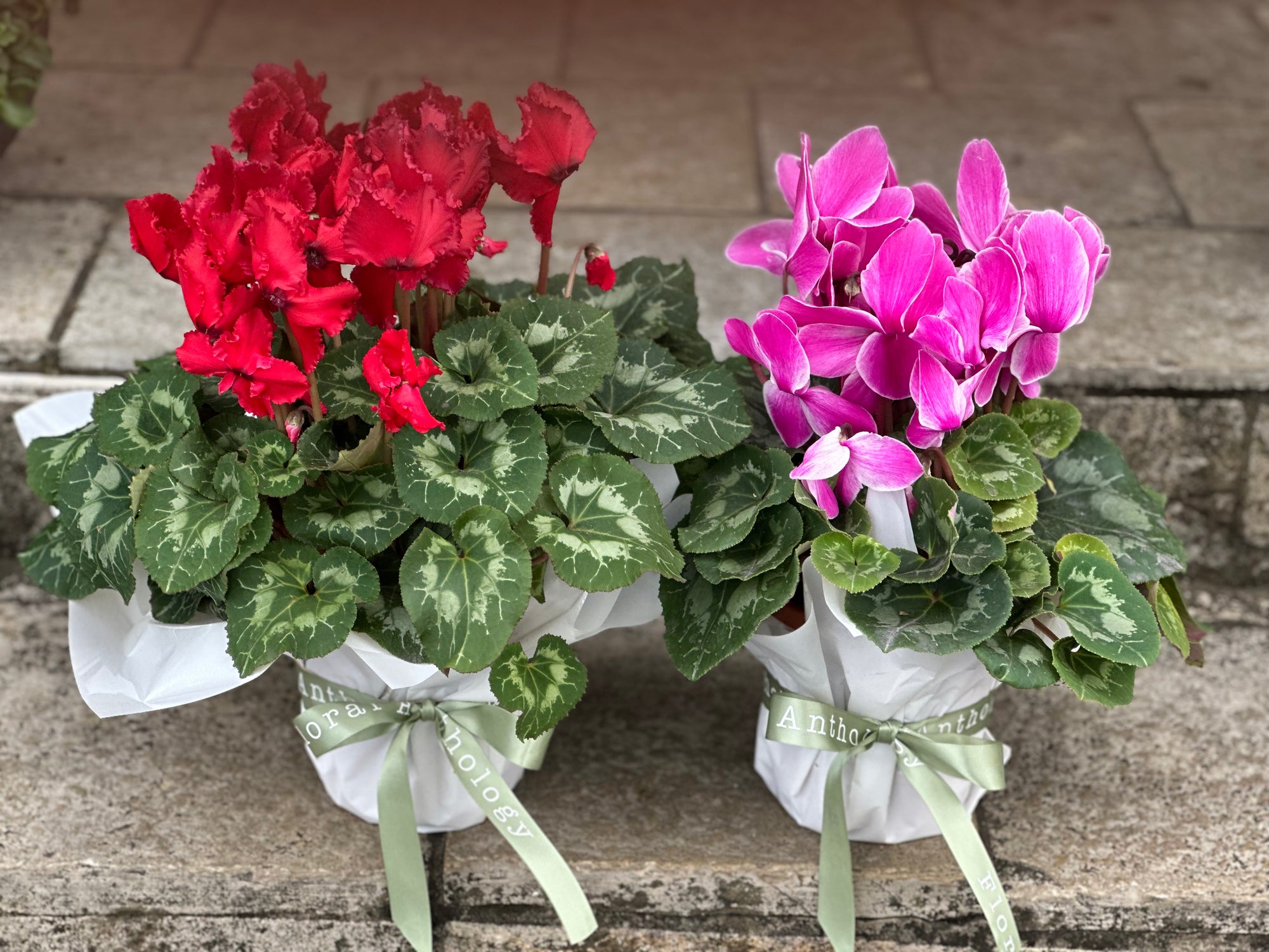 Cyclamen