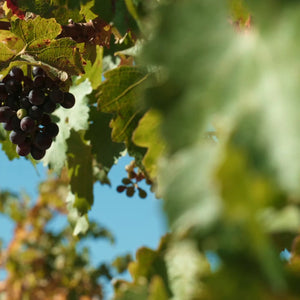 Barossa Room Mist in Lily, Rose + Ruby Plum