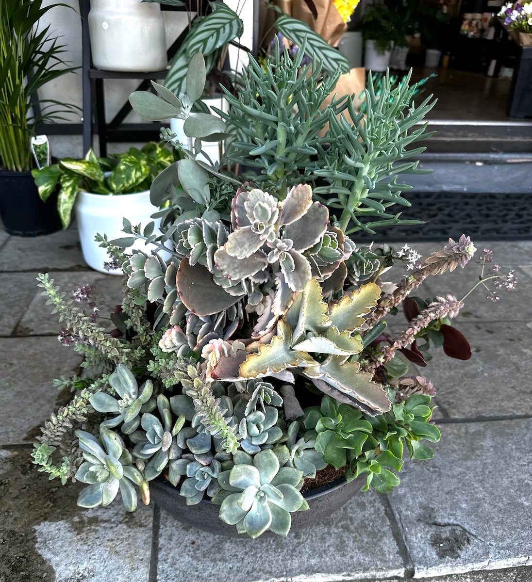 Succulent garden in a large size