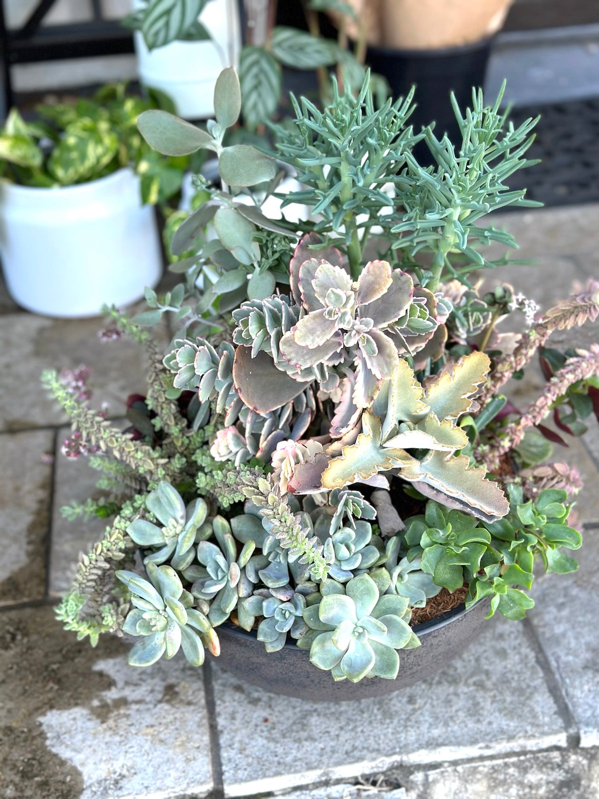 Succulent garden in a ceramic bowl, large size