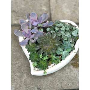 succulent garden with mauve and green succulents in a ceramic heart shaped planter.