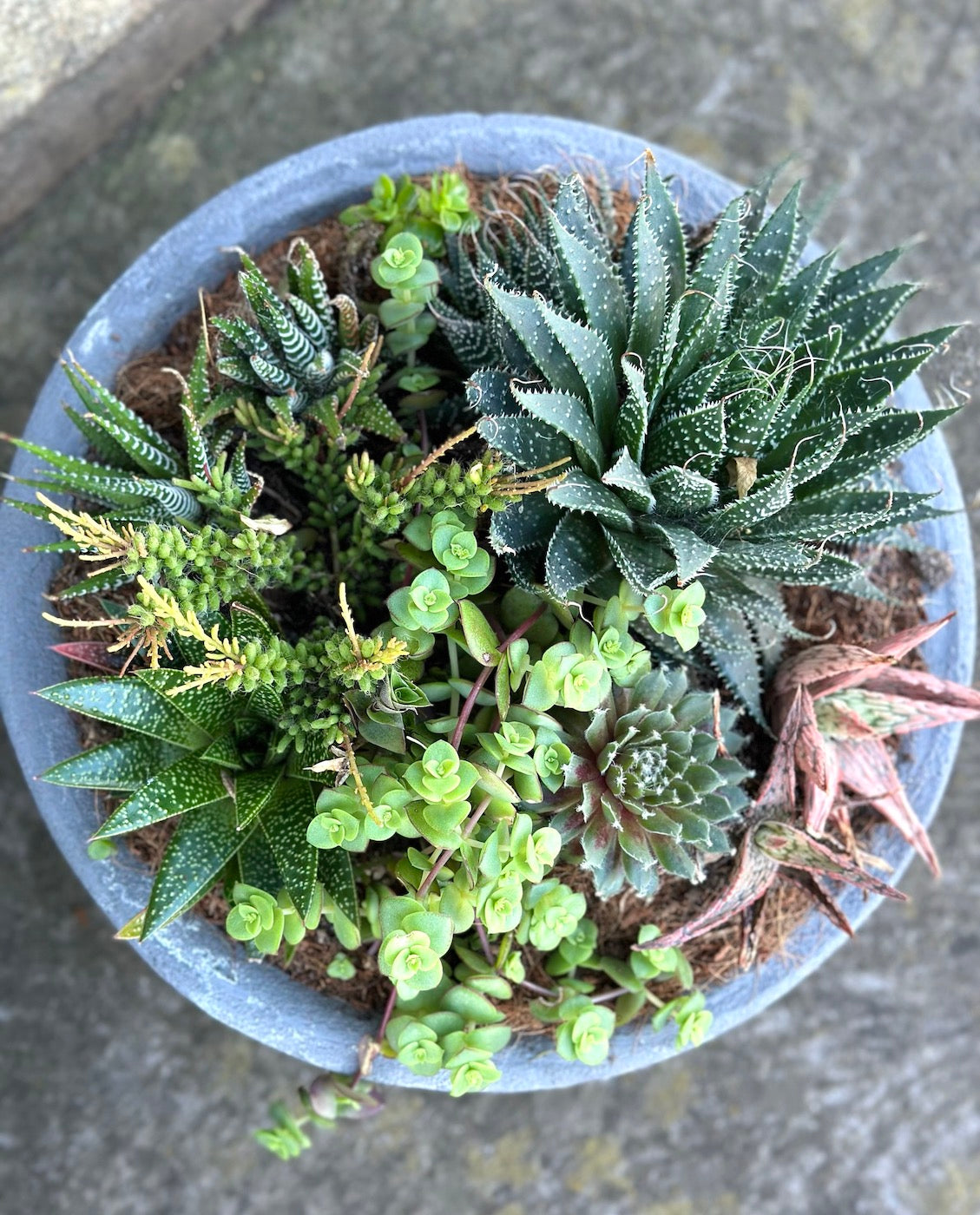 Succulent garden in a ceramic pot medium sized.