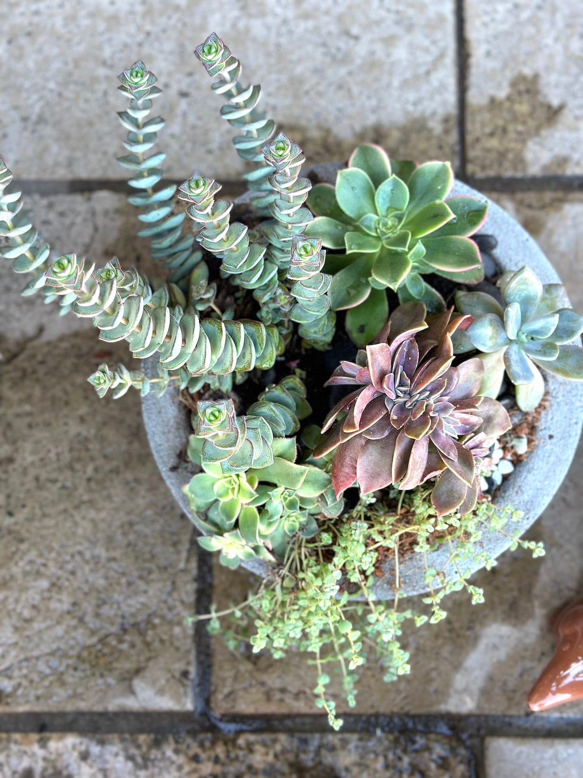 Succulent Garden Small Size