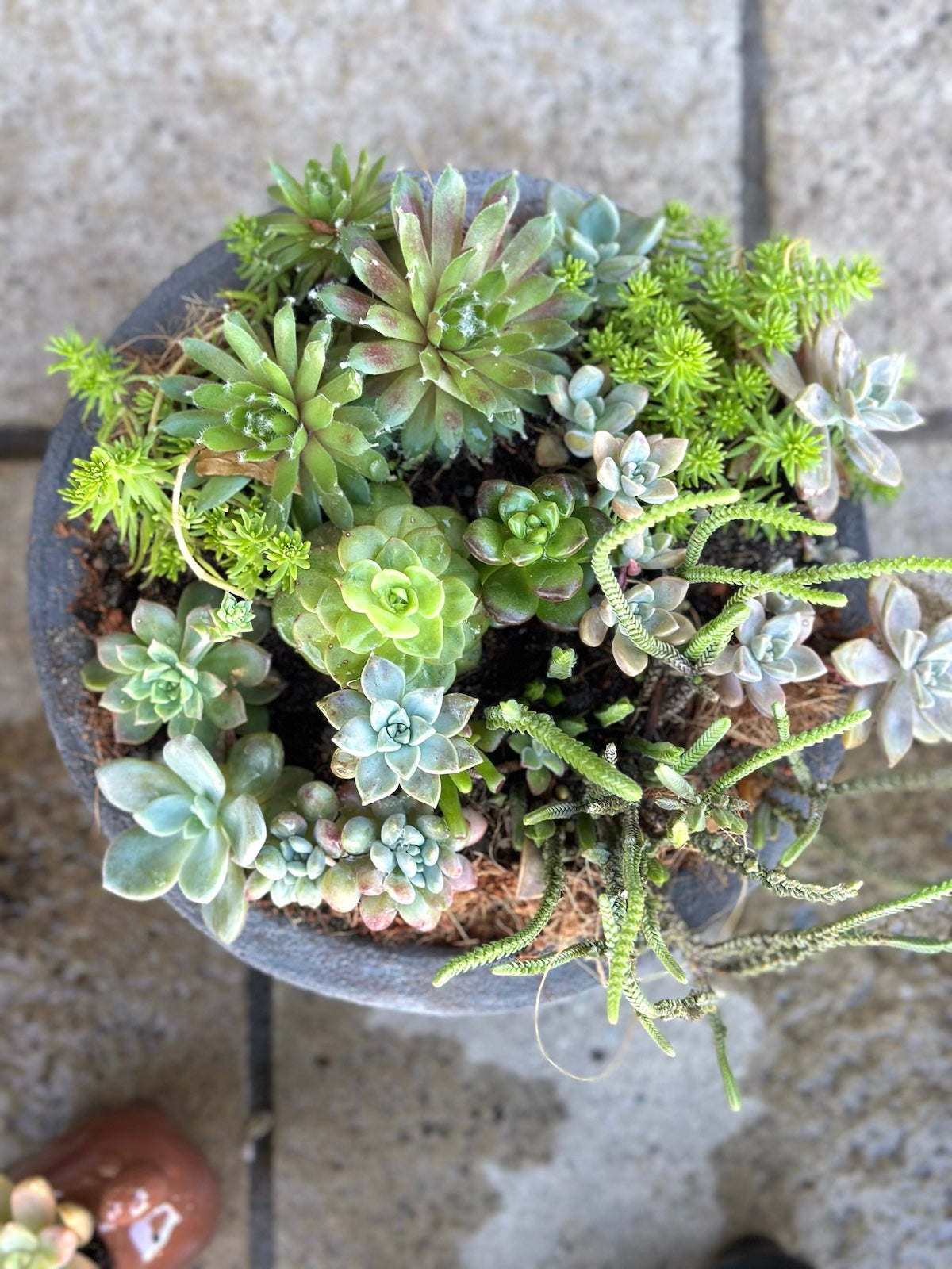 Succulent garden in a ceramic pot small size