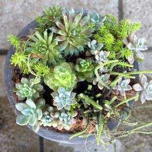 Succulent Garden Small Size