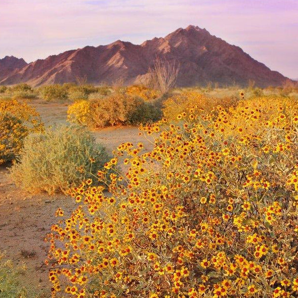 Wilpena Candle in Cactus Flower
