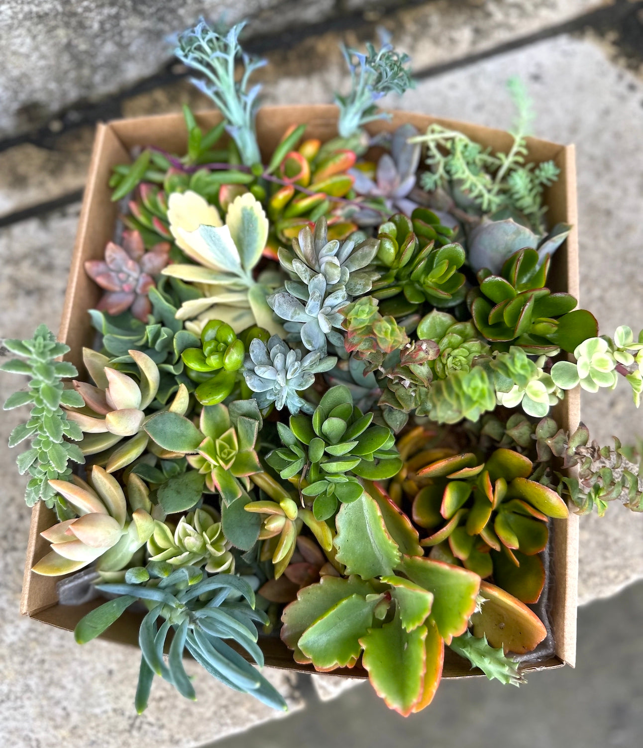 A mixed box of succulent cuttings.